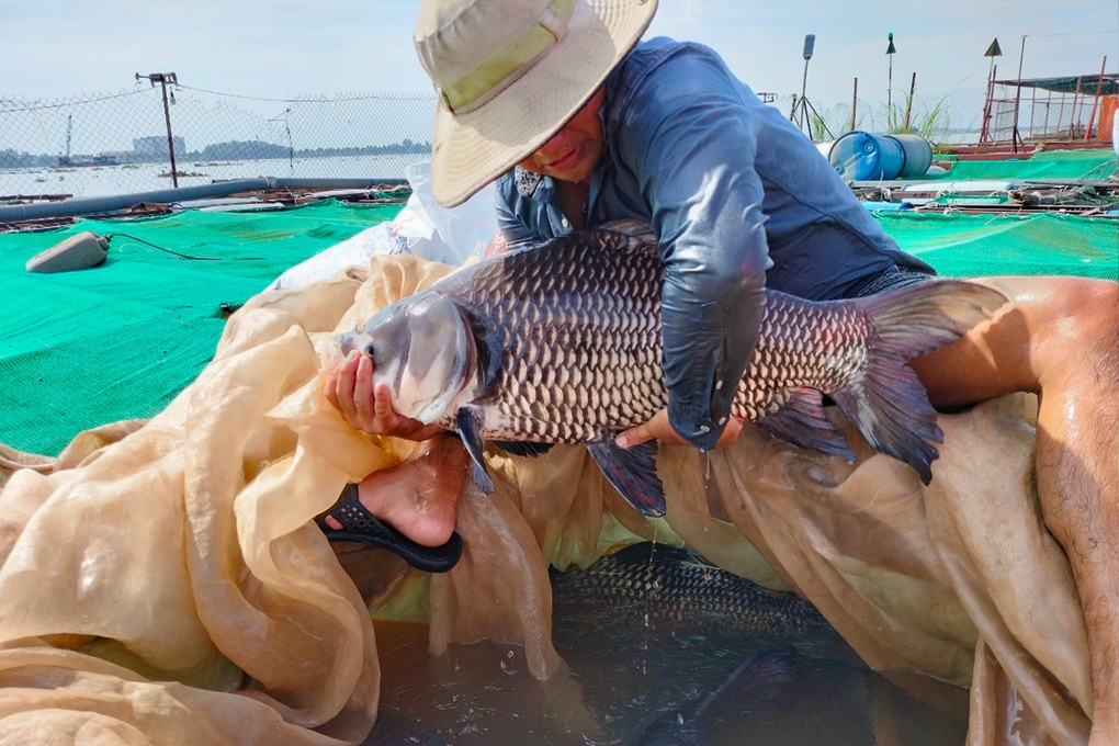 Cô giáo mầm non nghỉ việc về nuôi thủy quái sông Mekong - 1 Cô giáo mầm non nghỉ việc về nuôi thủy quái sông Mekong - 1