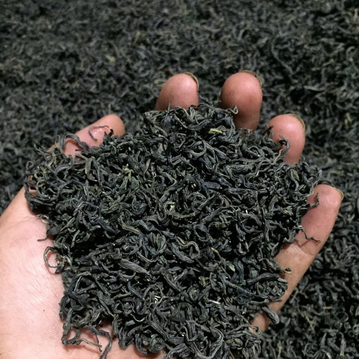 Hành trình bỏ phố về rừng, trồng chè sạch của những người trẻ - 7 Hành trình bỏ phố về rừng, trồng chè sạch của những người trẻ - 7