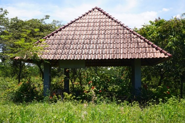 Khu dân cư mật độ thấp Giang Điền hoang tàn, cây cỏ mọc um tùm