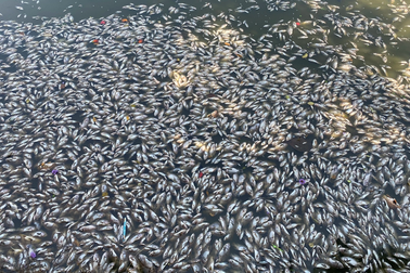 Cá chết hàng loạt ở hồ Bàu Sen có thể do thay đổi thời tiết