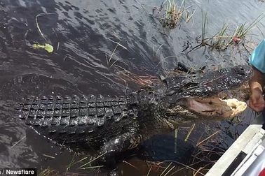 Hướng dẫn viên liều mạng đưa tay ra để nhử con cá sấu hung dữ