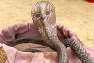 Rắn hổ mang có mặt cười ở sau đầu lạ chưa từng thấy