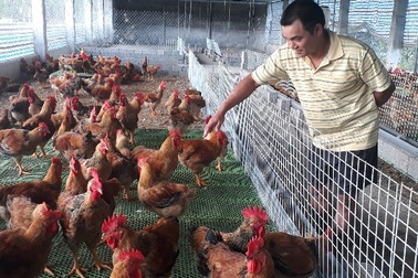 Mãn hạn tù về nuôi gà Trung Quốc, cứ bán 1 lứa lãi gần 50 triệu đồng