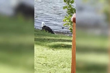 Đại bàng đầu trắng đi săn cá: "Sát thủ" vừa biết bay vừa... biết bơi