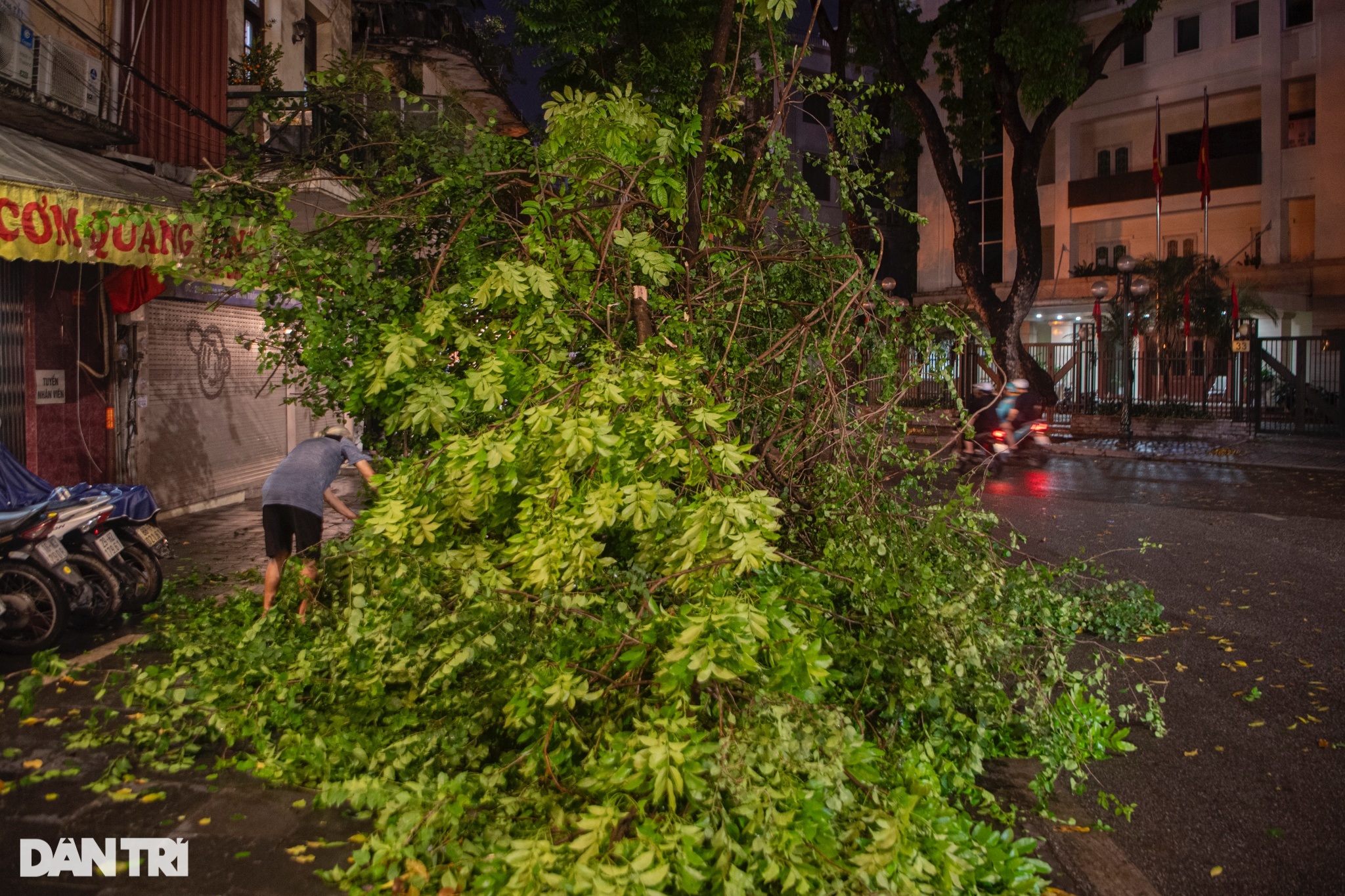 View - Hàng loạt cây xanh bật gốc, gãy cành sau cơn mưa dông lớn ở Hà Nội | Báo Dân trí