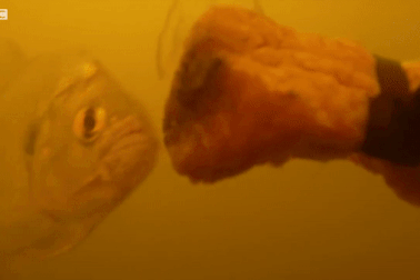 Tốc độ diệt mồi chớp nhoáng của loài cá ăn thịt