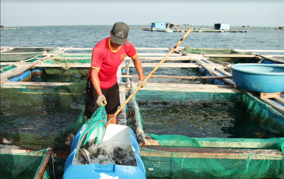 Về Ninh Thuận ra làng bè Đông Hải xem tắm cá - 14 Về Ninh Thuận ra làng bè Đông Hải xem tắm cá - 14