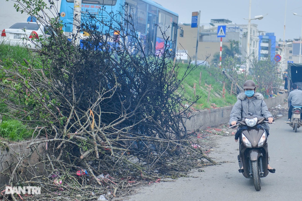 Cành hoa lê giá cả triệu đồng, hết sốt trở thành củi khô - 3