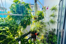 Gia đình ở TPHCM cải tạo ban công thành vườn cây xanh mướt, tràn ngập hoa