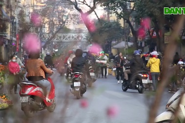 Đào sớm mang không khí Tết về trên đường phố