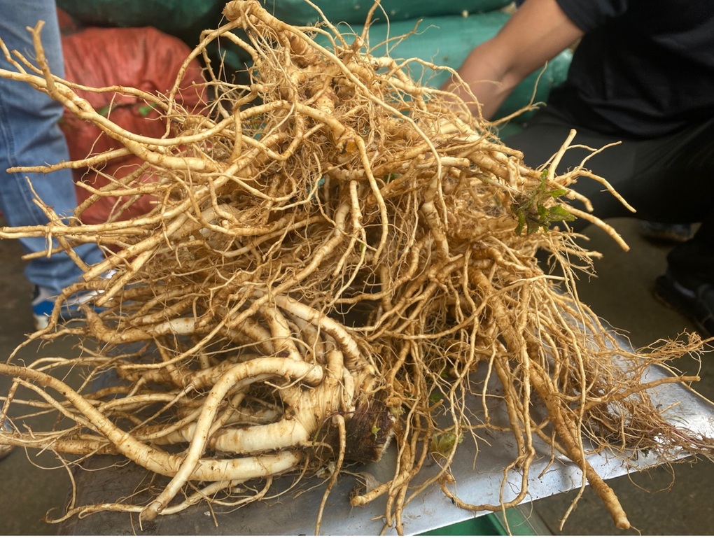 Mô hình trồng dược liệu của bà con dân tộc ở huyện Nguyên Bình, Cao Bằng - 4 Mô hình trồng dược liệu của bà con dân tộc ở huyện Nguyên Bình, Cao Bằng - 4