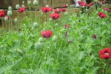 Hộ dân trồng cây thuốc phiện "ngâm rượu làm thuốc" bị phạt 3,5 triệu đồng