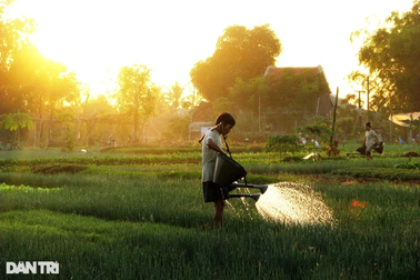 Nghề trồng rau Trà Quế được công nhận Di sản văn hóa phi vật thể Quốc gia
