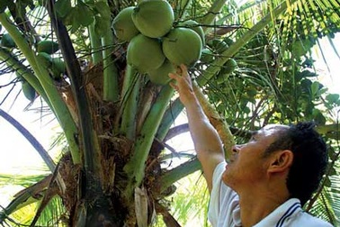 200.000 đồng một trái dừa sáp!