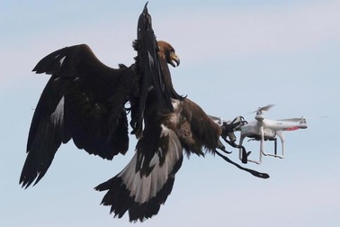 Không quân Pháp "tuyển" đại bàng để xử lý UAV khủng bố