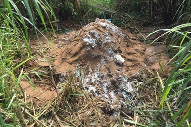 Dân "hoảng hồn" khi heo chết được chôn gần khu dân cư