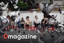 Chú bồ câu một chân và "bảo mẫu" hơn 10 năm nuôi chim trời ở Nhà thờ Đức Bà