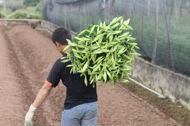 Hoa loa kèn Tây Tựu vào mùa thu hoạch