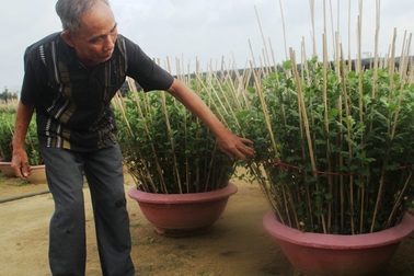 Cúc “đổ bệnh”, người làng hoa lo mất vụ Tết