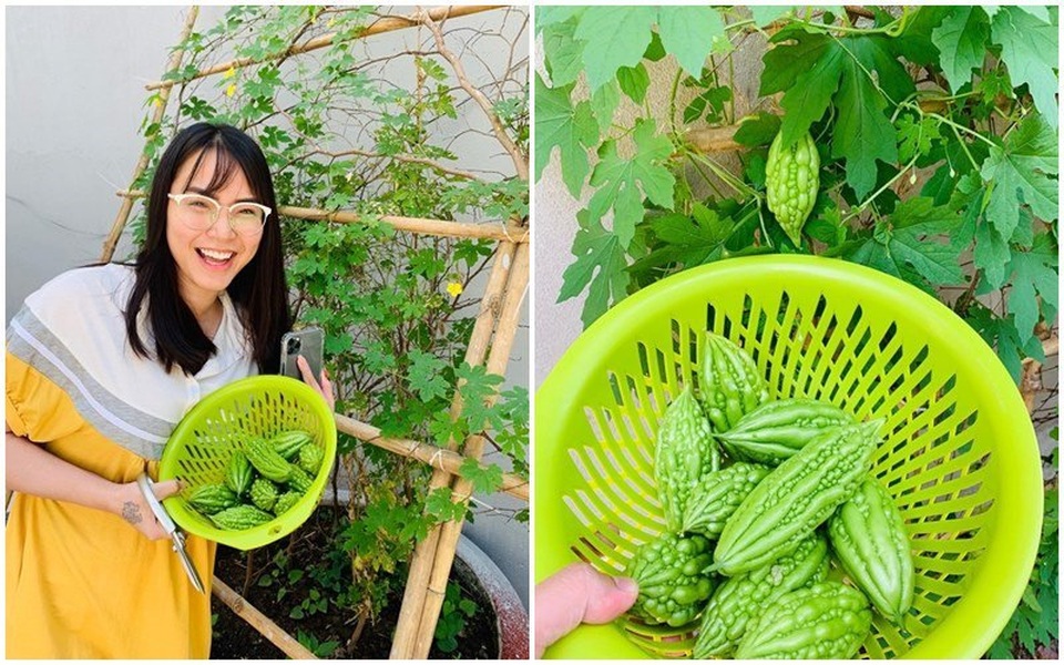 Vườn rau, trái cây xanh mướt mát của gia đình Hải Băng - Thành Đạt - 15 Vườn rau, trái cây xanh mướt mát của gia đình Hải Băng - Thành Đạt - 15