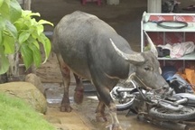 Trâu lạ xông vào nhà dân ở Hải Phòng, 3 người bị thương