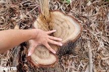 Cận cảnh hàng cây xanh bị đốn trơ gốc trên cao tốc Cầu Giẽ - Ninh Bình