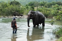 Chú voi Yă Tao cô đơn giữa núi rừng Cao Nguyên