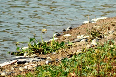 “Giải mã” hiện tượng cá chết hàng loạt tại hồ Bà Long