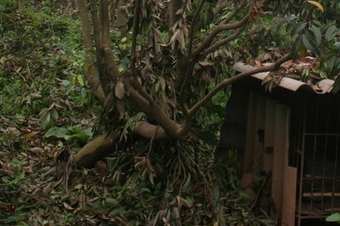 Thu mua lá vải thiều khô là để xuất khẩu sang Nhật Bản