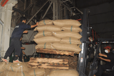 Bắt tổng giám đốc chiếm đoạt hơn 4.000 tấn cà phê nhân