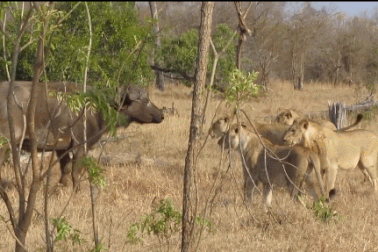 Sư tử “chạy té khói” trước sức mạnh của đàn trâu rừng