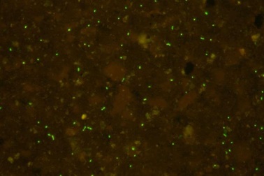 Vi sinh vật 100 triệu năm tuổi dưới đáy biển sống sót mà không cần thức ăn