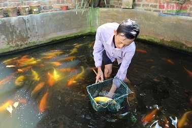 Chuyện ông Câu làm giàu từ cá Koi