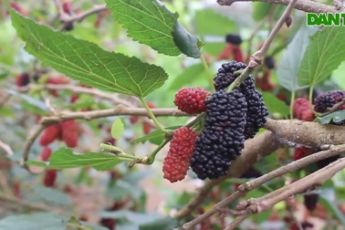 Chiêm ngưỡng vườn dâu tằm siêu to khổng lồ vùng ven Hà Nội