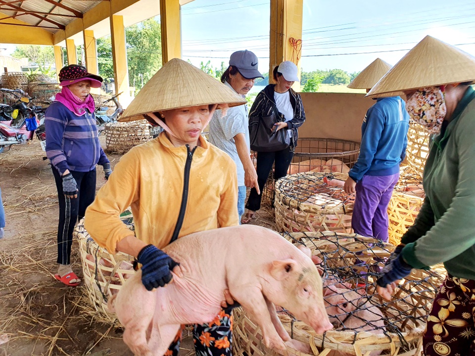 Ở Quảng Nam có nghề đặc biệt: Phụ nữ “bồng heo” - 4 Ở Quảng Nam có nghề đặc biệt: Phụ nữ “bồng heo” - 4