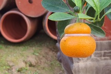 Quất hồ lô siêu “độc”, mới thử nghiệm đã bán cả nghìn cây