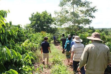 Truy tìm kẻ hiếp, giết bé gái 7 tuổi tại rẫy cà phê