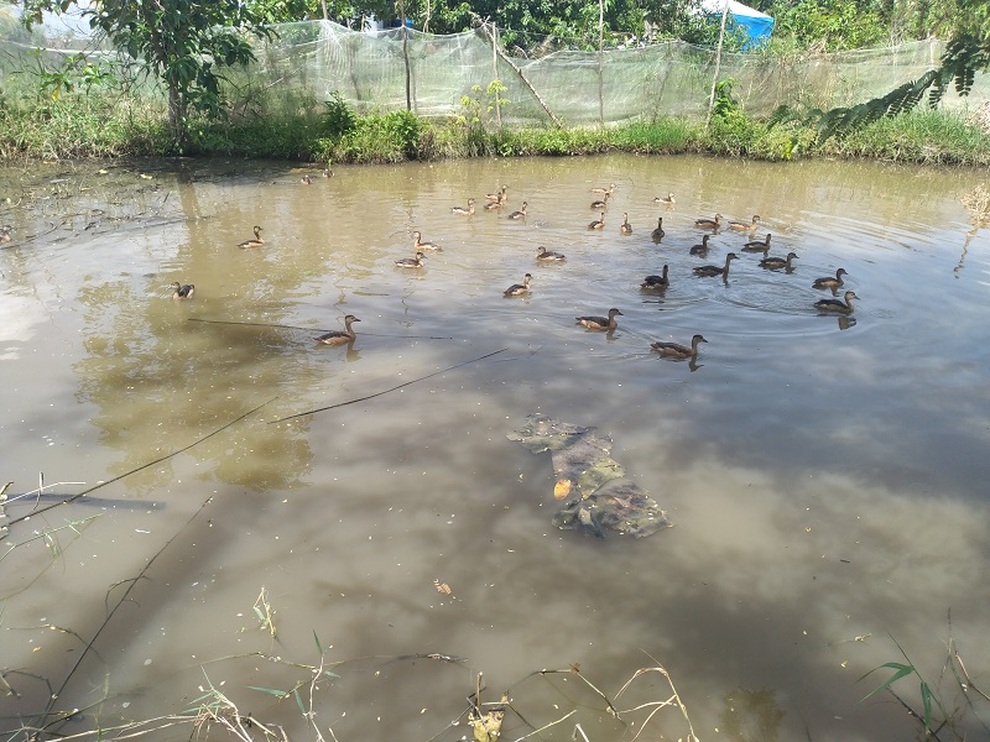 Nuôi chim trời lạ đời, lão nông cứ bán một con be bé cũng có giá cả trăm ngàn đồng - 2 Nuôi chim trời lạ đời, lão nông cứ bán một con be bé cũng có giá cả trăm ngàn đồng - 2
