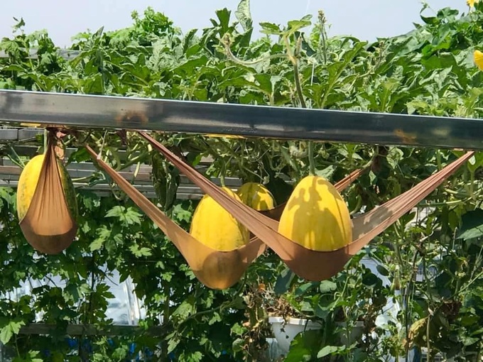 Ngắm khu vườn đủ loại rau quả sum sê rộng hơn 100m2 trên mái nhà chỉ với 100 triệu đầu tư thiết kế của gia đình Hà thành quanh năm không phải mua rau quả bên ngoài - Ảnh 21. Ngắm khu vườn đủ loại rau quả sum sê rộng hơn 100m2 trên mái nhà chỉ với 100 triệu đầu tư thiết kế của gia đình Hà thành quanh năm không phải mua rau quả bên ngoài - Ảnh 21.