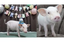 Youtuber khiến dân mạng phẫn nộ vì giết thịt thú cưng của chính mình