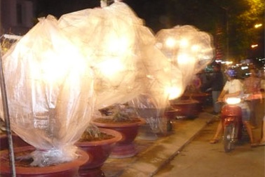 Chủ kinh doanh khốn khổ vì mai nở chậm