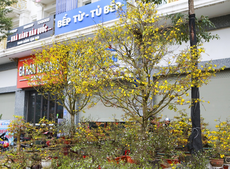 Chiêm ngưỡng những cây mai vàng giá hàng trăm triệu ở Hà Nội - 1 Chiêm ngưỡng những cây mai vàng giá hàng trăm triệu ở Hà Nội - 1