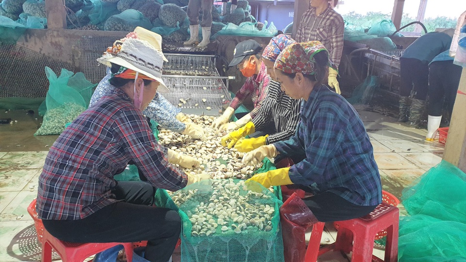 Lao đao vì hàng chục tấn ngao giá “rẻ như bèo”, bán không ai mua - 5 Lao đao vì hàng chục tấn ngao giá “rẻ như bèo”, bán không ai mua - 5