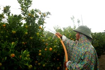 Người trồng cây cảnh ở Hội An "phập phồng" lo vụ Tết