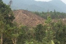 Khởi tố hay xử phạt vụ gia đình chủ tịch thị trấn phá bay hàng chục nghìn m2 rừng?