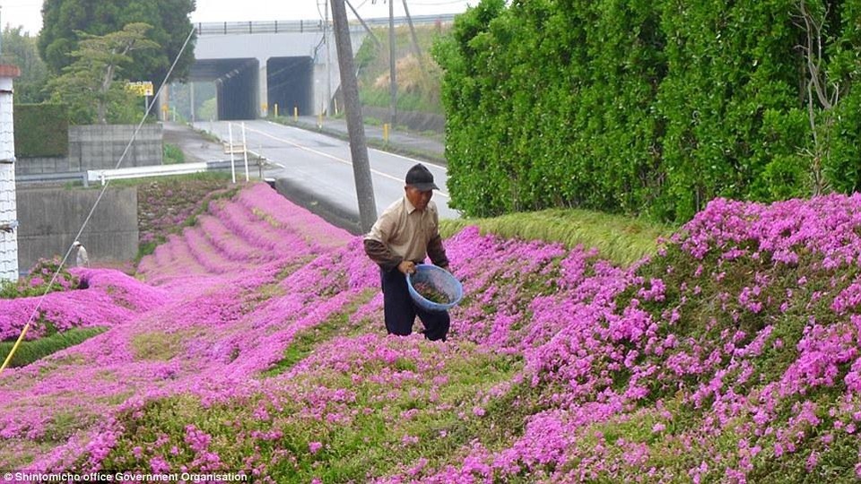 Vườn hoa đẹp như cổ tích của người đàn ông dành 10 năm trồng tặng vợ - 3 Vườn hoa đẹp như cổ tích của người đàn ông dành 10 năm trồng tặng vợ - 3