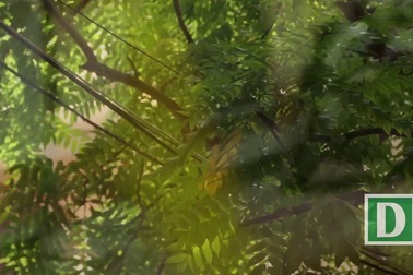 Tại sao lá cây trước khi rụng lại chuyển sang màu vàng?