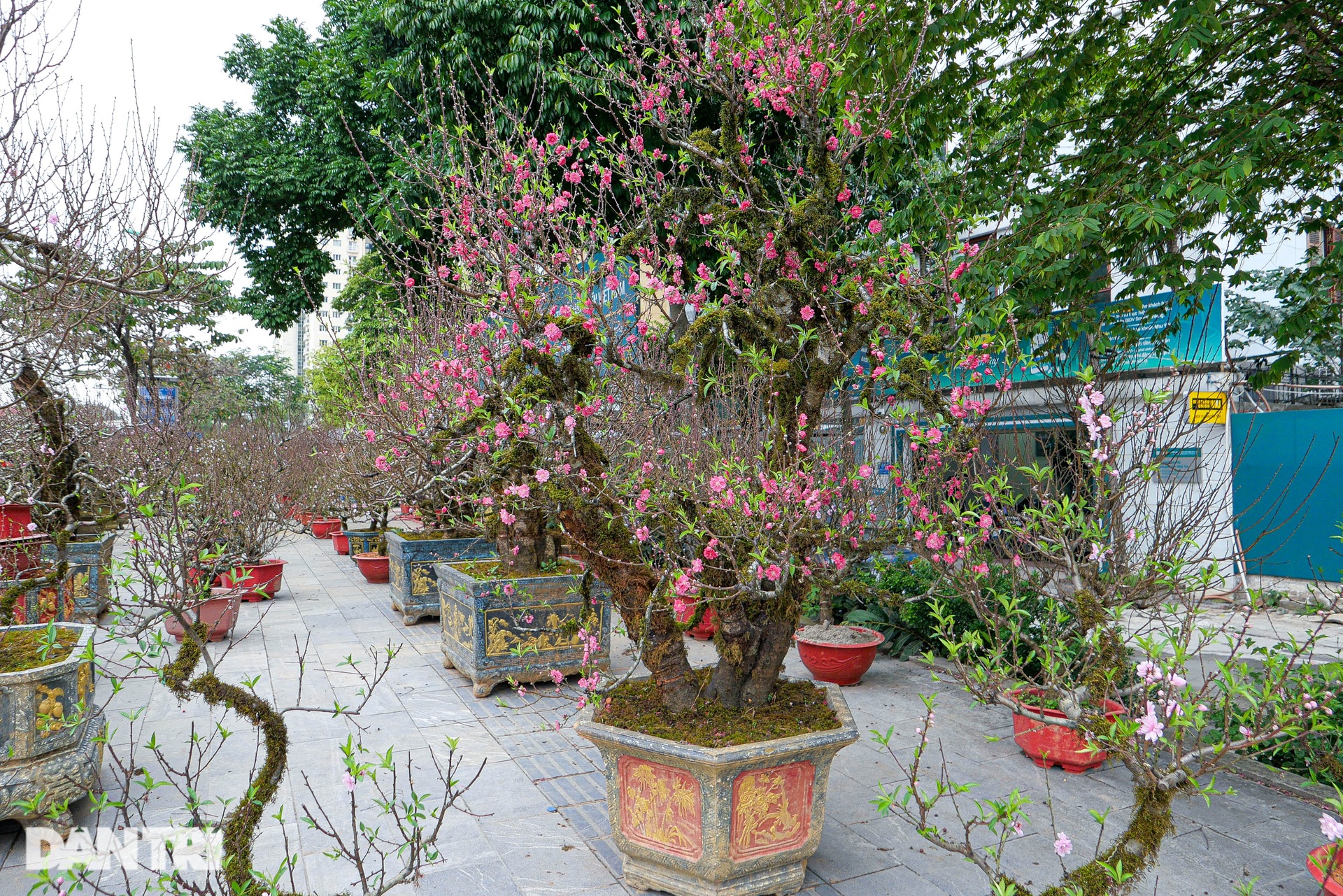 Đào núi Sa Pa tuyệt đẹp đổ bộ xuống Thủ đô - 5 Đào núi Sa Pa tuyệt đẹp đổ bộ xuống Thủ đô - 5