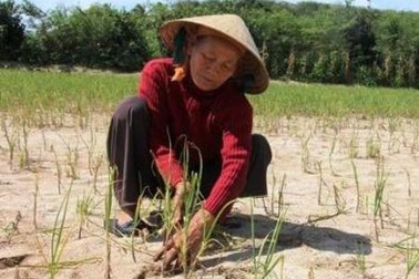 Dân Lý Sơn khóc ròng trên những ruộng tỏi thất thu