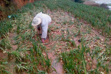 Vựa rau Đà Lạt hụt thu gần 1.000 tấn rau do mưa kéo dài